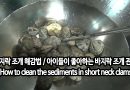 [영상/Howto/세상의모든지식] 바지락 해감법 / 클래식과 아이들이 좋아하는 바지락 관찰 – (How to clean the sediments in short neck clams)